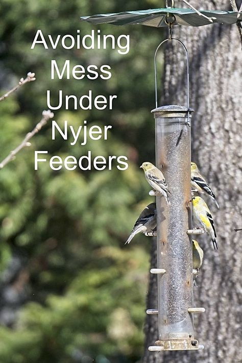 Under Bird Feeder Ideas, Finch Feeders, Backyard Birds Watching, Backyard Birds Feeders, Backyard Birds Sanctuary, Best Bird Feeders, Feeding Birds, American Goldfinch, Bird Feeding Station