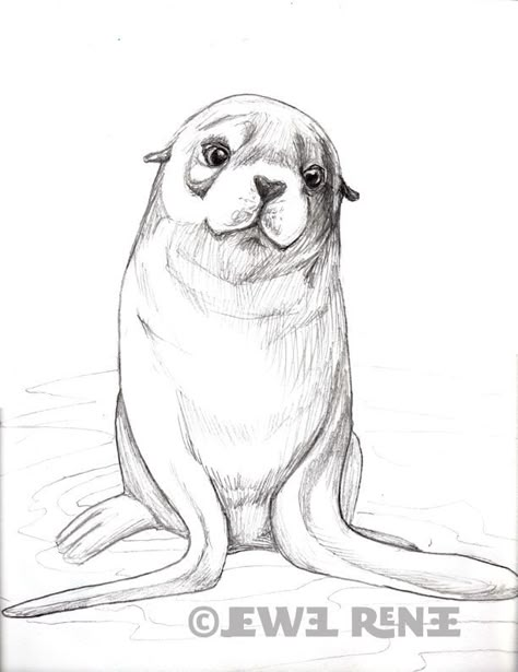 Sea Lion Art, Animal Drawing Ideas, Realistic Animal Drawings, Fur Seal, Pencil Drawings Of Animals, Animal Drawings Sketches, Animal Drawing, Arte Inspo, Animal Sketches