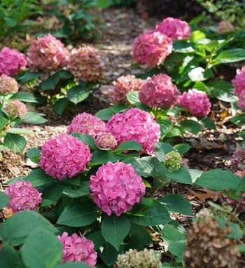 Hydrangea | Proven Winners Rose Fertilizer, Hydrangea Serrata, Big Leaf Hydrangea, Hydrangea Care, Hydrangea Not Blooming, Foundation Planting, Border Plants, Proven Winners, Flower Landscape