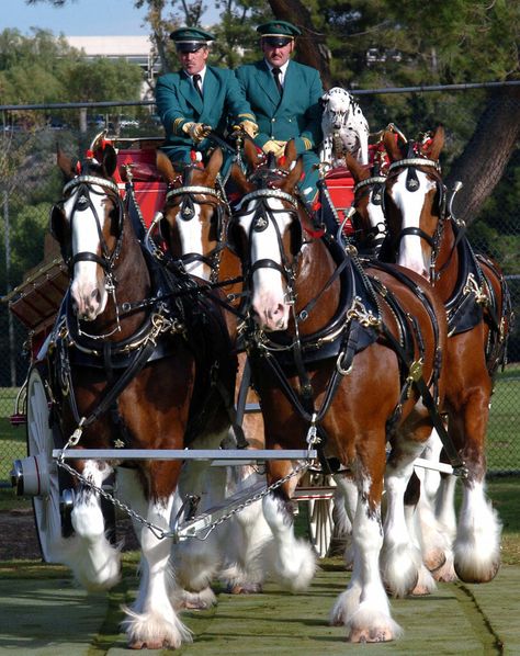 Budweiser accused of "mutilating" their iconic Clydesdales — make a major change that has animal lovers cheering Budweiser Commercial, Equine Veterinarian, Budweiser Clydesdales, Clydesdale Horses, Warm Springs, Scary Gif, Horse Heart, Majestic Horse, Horse Owner