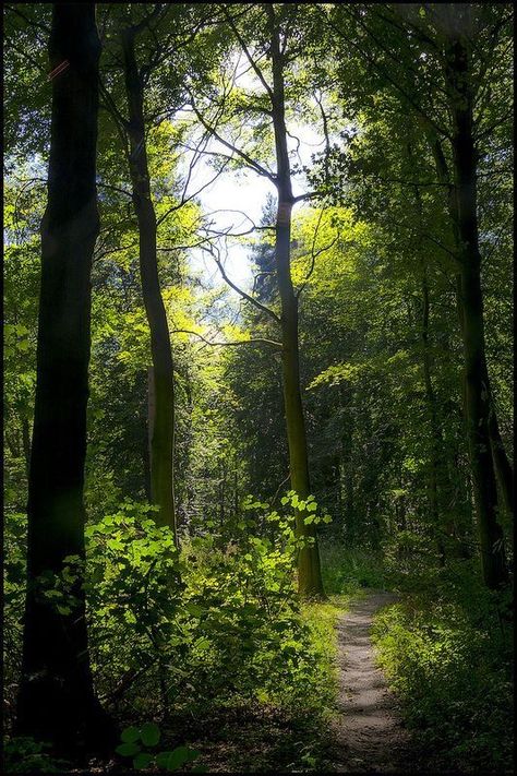 🇬🇧 Woodland Walk (Broughton, England) by John MacKaill 🌳cr. Woodland Walk, Peaceful Place, Forest Path, Forest Trees, Airbrush Art, Walk In The Woods, Tree Forest, Alam Yang Indah, Enchanted Forest