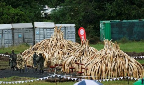 African countries deeply divided over ivory trade before U.N. meeting | Reuters Ivory Trade, Asian Market, African Countries, Endangered Species, International Trade