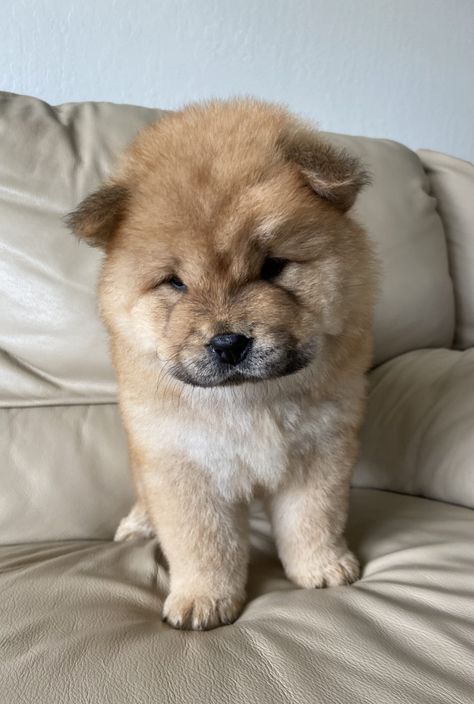 Beautiful Chowchow puppy Chow Puppies For Sale, Chow Chow Puppies, Chow Puppies, Chow Puppy, Puppies For Sale Near Me, Chow Chow Puppy, Puppy Chow, Teacup Puppies, Chow Chow