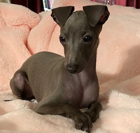 Italian Hound Dog, Cute Italian Greyhound, Italian Gray Hounds, Italian Grey Hound, Blue Italian Greyhound, Miniature Italian Greyhound, Miniature Greyhound, Greyhound Italian, Italian Greyhound Puppies