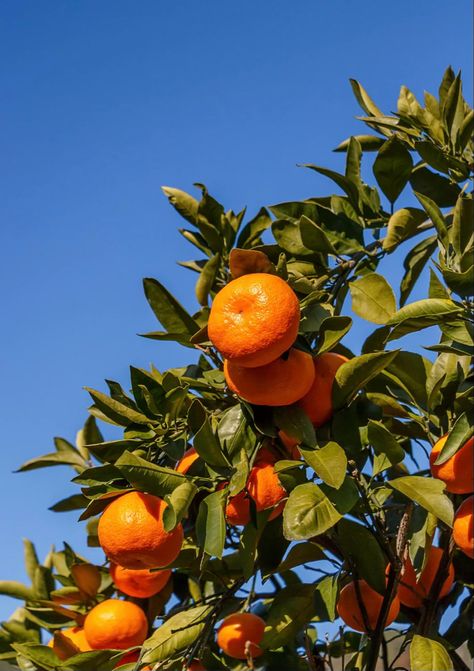 Fruit Reference, Tangerine Tree, Mandarin Tree, Citrus Trees, Orange Aesthetic, Orange Tree, Orange Fruit, Tall Plants, Orange Essential Oil