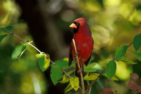 tropical wildlife | Temperate Deciduous Forests | Wildlife Journal Junior Tropical Deciduous Forest, Deciduous Forest Animals, Deciduous Forest Biome, Temperate Deciduous Forest, Funny Picture Gallery, Deciduous Forest, Bird Quotes, Forest And Wildlife, Forest Animal