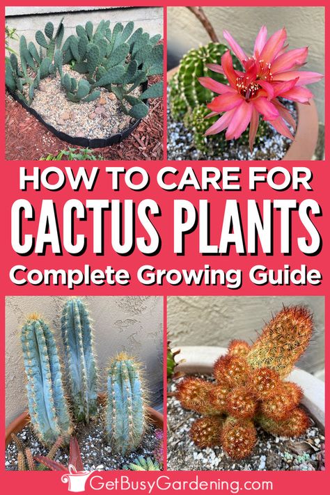 4 different cacti in containers are featured here Plant Pest Control, Propagate Aloe Vera, Hydrangea Plant Care, Succulent Growing, Growing Aloe Vera, Aloe Vera Care, How To Grow Cactus, Growing In Pots, Amaryllis Plant