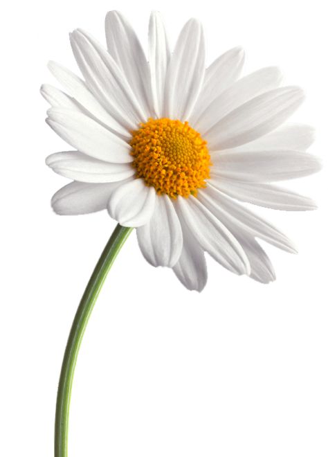 Flower References, Flower Reference, Daisy Petals, Family Flowers, Daisy Art, Daisy Love, Daisy Flowers, Flower Photography, Flower Photos