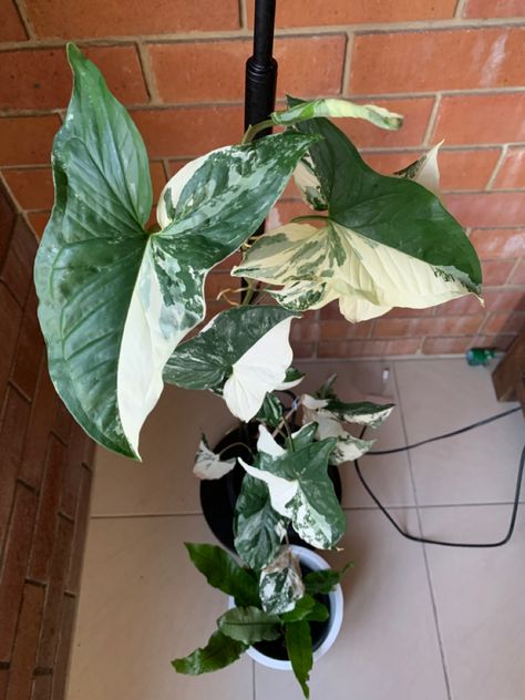 My syngonium fantasy is climbing the lamp pole. It started as a small three leaves plant and has been growing a lot sinse the forat day. Little Garden, Climbing, Plant Leaves, Plants