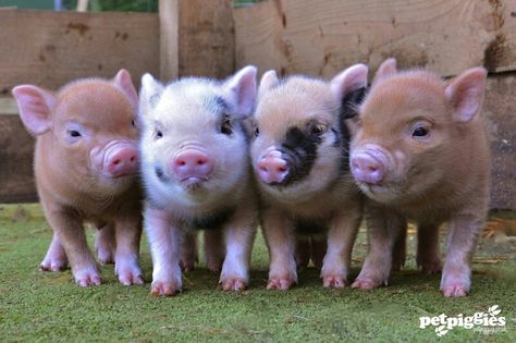 Mini Pigs For Sale, Teacup Pigs For Sale, Teacup Pig, Cute Farm Animals, Big Pigs, Micro Pigs, Teacup Pigs, Cute Piglets