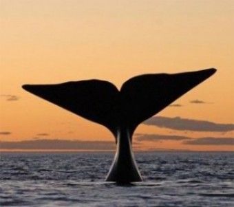 Whale Spirit Animal | Meanings & Symbolism Whale Spirit Animal, Whale Symbolism, Whale Tail Tattoo, Tail Tattoo, Spirit Animal Meaning, Animal Meanings, Animal Symbolism, Angels Among Us, Tattoo Meaning