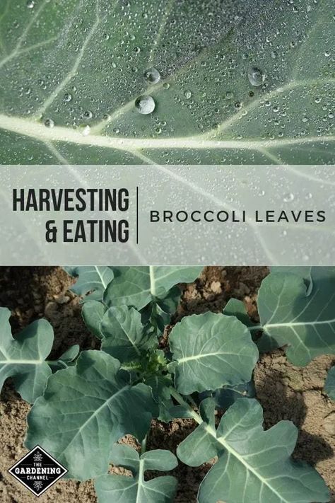 How to Harvest and Eat Broccoli Leaves - Gardening Channel How To Harvest Broccoli, Harvesting Broccoli, Broccoli Leaves, Homestead Lifestyle, Broccoli Plant, Growing Broccoli, Homestead Gardening, Gardening Tricks, Modern Homestead