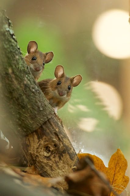 Yellow Neck Mice, British Wildlife Centre | Matt | Flickr British Wildlife, Airbrush Art, Cute Animal Photos, Woodland Creatures, Cute Creatures, Sweet Animals, Forest Animals, Animal Photo, Cute Little Animals