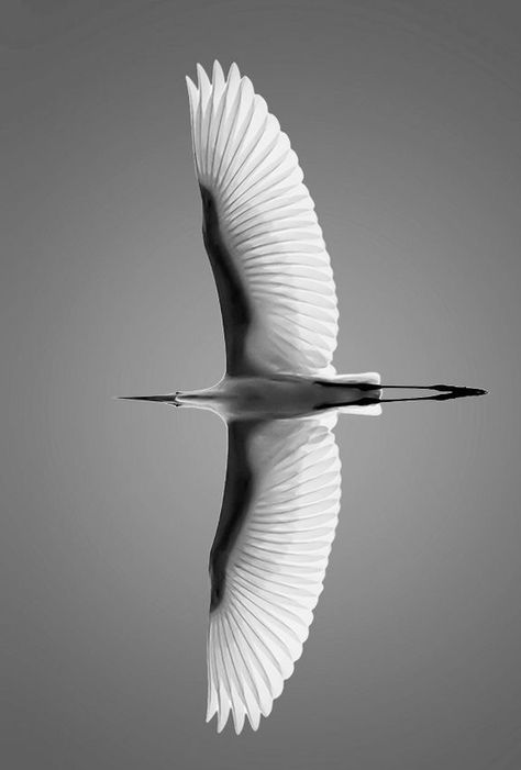 Birds Flying Photography, Flying Photography, Heron Tattoo, Create An Animal, Black And White Birds, Bird Flying, Fun Pics, Most Beautiful Birds, Bird Wings