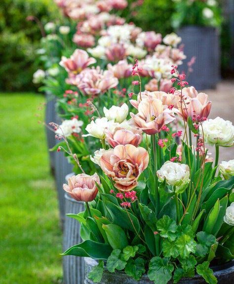 Sarah Raven on the art of combining plants in containers Tulips In Pots Ideas, Container Tulips, Tulips In Pots, Plants In Containers, Pots Ideas, Plants In Pots, Sarah Raven, Cottage Gardens, Cut Flower Garden