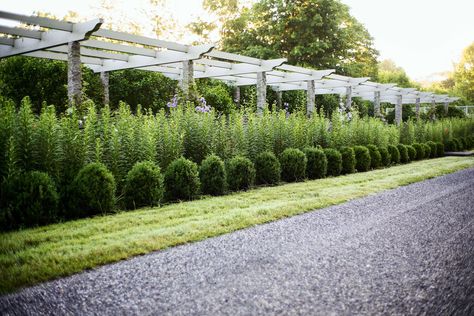 driveway border 350 feet homegrown shrubs boxwood Natural Property Border, Martha Stewart Garden, Natural Fences, Driveway Border, Residence Landscape, Boxwood Landscaping, Cut Garden, Privacy Trees, Mary Mary