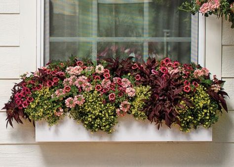 Fall Flower Boxes, Winter Window Boxes, Fall Window Boxes, Cabbage Flowers, Window Box Plants, Small Trellis, Window Box Flowers, Short Plants, Winter Window