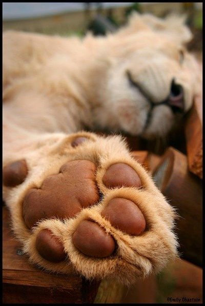 16 Adorable Giant Toe Beans For You To Gush Over - I Can Has Cheezburger? Lion Paw, Paws And Claws, Cat Paws, Sweet Animals, Dog Paws, Beautiful Cats, Animals Friends, Big Cats, I Love Dogs