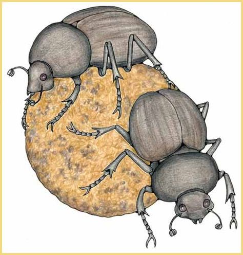 Dung Beetle Drawing, Dung Beetle Illustration, Beetle Scarab, Beetle Drawing, Beetle Illustration, Dung Beetle, Stitching Cards, Scarab Beetle, Abc Book