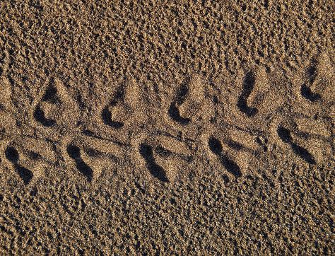 Baby Sea Turtle Tracks by Ken Weber, via Flickr Chris Tattoo, Baby Sea Turtle, Henna Ideas, Sea Turtle, Animal Print Rug, Cool Tattoos, Henna, Tattoo Ideas, Tattoos