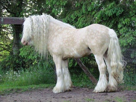 Horse Life Aesthetic, Irish Cob Horses, Vanner Horse, Horse Inspiration, Horse Boarding, Pony Horse, Most Beautiful Horses, Beautiful Horse, Draft Horses