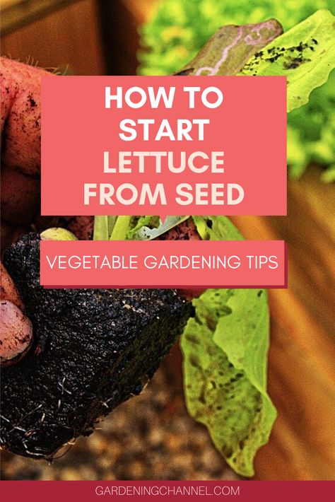 How To Plant Lettuce Seeds, Growing Lettuce From Seed, How To Plant Lettuce, Planting Lettuce Seeds, Plant Lettuce, Planting Lettuce, Plant Business, Red Lettuce, Seed Tape