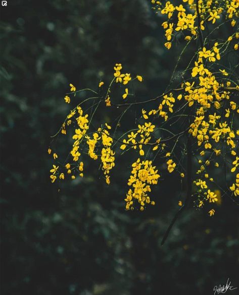 #Vishu #kerala #photography #photoshoot #ideas #village #nadanpennu#culture #traditional #nature Vishu Photoshoot, Kerala Photography, Christmas Photography, Green Nature, Photoshoot Ideas, Kerala, Green, Photography, Nature