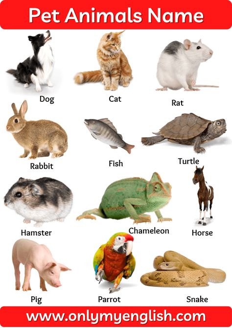 Pet Animals Name: List of Pet Animal In English with Pictures Pet Animals Chart For Kids, Pet Animals Name, Pet Animals Drawing, Animals Name With Picture, Animals Name List, Animal Pictures For Kids, Animals Name In English, Animals Name, Animal Infographic