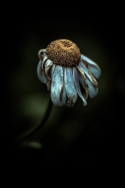 Decay Art, Billy Kidd, Wilted Flowers, Growth And Decay, Nature Photographer, Dark Flowers, Floral Photography, Foto Art, A Level Art