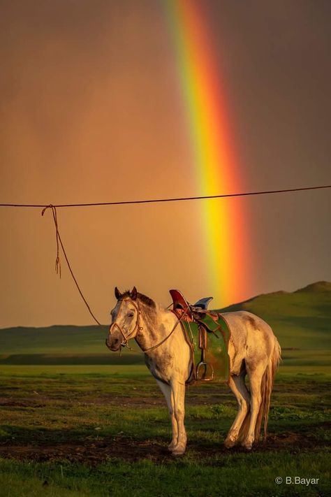 Mongolian Countryside, Horse Mongolia, Mongolian Horses, Mongolian Horse, Mongolian Landscape, Horse Poses, Chicano Style Tattoo, Cute Quotes For Him, Horse Wallpaper