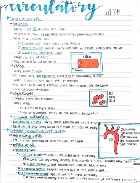 Human Circulatory System Notes, Cardiovascular System Notes Aesthetic, Circulatory System Notes Aesthetic, Human Biology Aesthetic Notes, Emt Notes Aesthetic, Cardiovascular System Notes, Pre Med Notes, Circulatory System Notes, Human Circulatory System