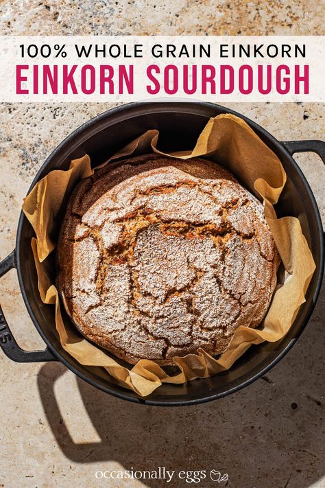 Whole Grain Einkorn Sourdough Bread | occasionallyeggs.com Ancient Grain Bread Recipe, Einkorn Sourdough Bread, Ancient Grains Bread, Einkorn Sourdough, Einkorn Bread, Einkorn Recipes, Whole Wheat Sourdough, German Bread, Eggs Recipes