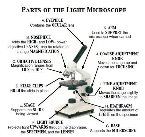 Compound Microscope Diagram Compound Microscope Parts, Microscope Diagram, Microscope Worksheet, Compound Light Microscope, Cells Biology, Teaching Cells, Biology Lesson Plans, Apologia Biology, Microbiology Study