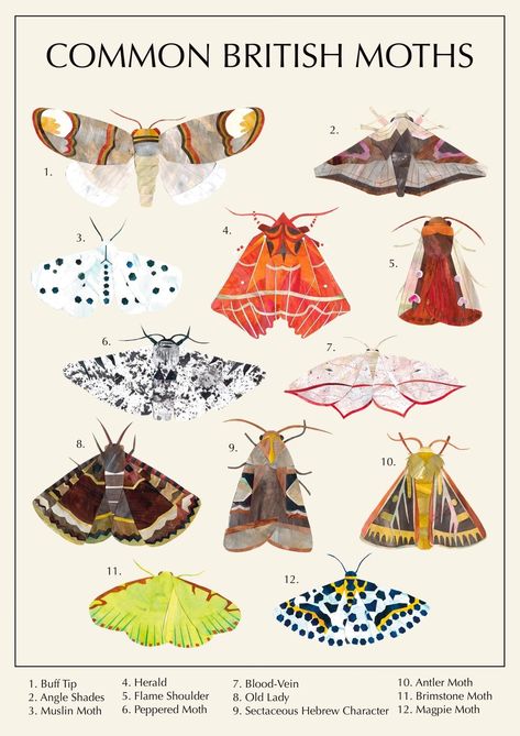 Common British Moth Poster #collage #paintedpaper #art #illustration #illustrationstudent #papercutcollage #scissorsandglue #cuttingandsticking #analogueart #traditionalart #acrylicpaint #moth #mothart #nature #bugart #poster Moth Club, Fabric Insects, British Insects, Uk Moths, Moth Poster, Insects Illustration, British Moths, Uk Wildlife, Types Of Moths