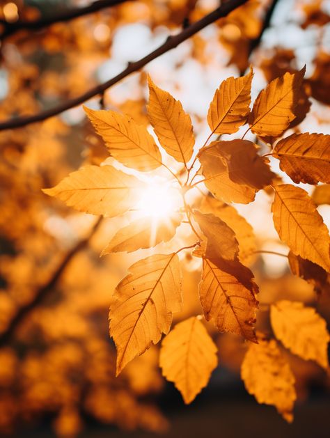 The beauty of autumn leaves is a masterpiece painted by nature itself. Landscape Photo Ideas, Grounded Photography, Autumn Nature Aesthetic, September Reset, Autumn Leaves Aesthetic, Fall Nature Photography, Nature Photography Ideas, Sunlight Art, Autumn Patterns