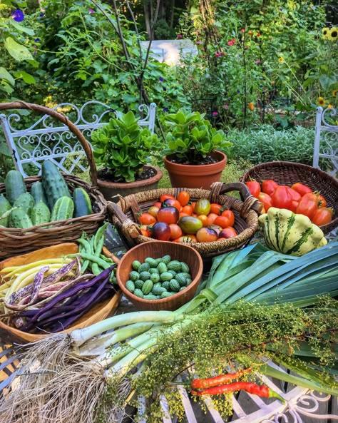 Magic Garden, Fine Gardening, Garden Photography, Vegetable Garden Design, Beneficial Insects, Design Garden, Food Garden, Fruit Garden, Garden Photos