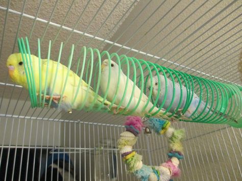 slinky budgies. In my estimation, this is a brilliant idea. Homemade Bird Toys, Rattus Rattus, Cockatiel Toys, Parakeet Toys, Parrot Training, Budgie Toys, Diy Bird Toys, Small Bird Cage, Parakeet Cage