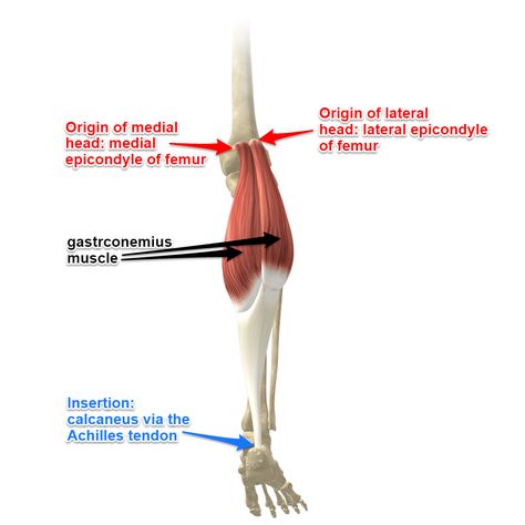 Gastrocnemius Muscles Human Anatomy Picture, Gastrocnemius Muscle, Lower Leg Muscles, Muscle System, Yoga Anatomy, Human Body Anatomy, Muscle Anatomy, Human Body Systems, Medical Anatomy