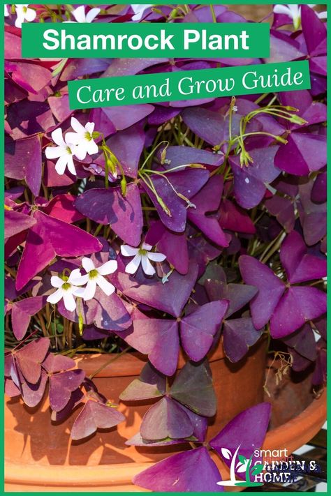 The shamrock plant is an appealing houseplant that will add to your indoor décor with its lovely green leaves and delicate flowers. Oxalis plants are easy to grow and require minimal care. Find out how to take care of this plant. https://smartgardenhome.com/houseplants/shamrock/?utm_source=pinterest&utm_medium=smartgardenhome&utm_campaign=publer #shamrock Purple Clover Plant, Purple Shamrock Plant Care, Shamrock Plant Houseplant, Oxalis Plant Care, Shamrock Plant Care, Purple Shamrock Plant, Plant Knowledge, Shamrock Plant, Clover Plant