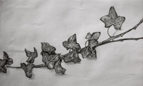 Ivy #sketch #drawing #pencil Ivy Sketch, Ivy Drawing, Drawing Pencil, Sketch Drawing, Drawing Sketch, Drawing Sketches, Pencil Drawings, Art Ideas, Ivy