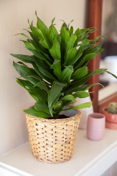 Dracena Plant, Dracaena Deremensis, Grow Corn, Dracaena Fragrans, Growing Corn, Broadleaf Evergreen, Dracaena Plant, Corn Plant, Succulents Cactus