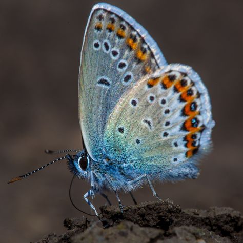 Blue Ulysses Butterfly, Karner Blue Butterfly, Blue Swallowtail Butterfly, Wild Lupine, Eastern Swallowtail Butterfly, Endangered Butterflies, Common Blue Butterfly, Eastern Tailed Blue Butterfly, Reference Ideas