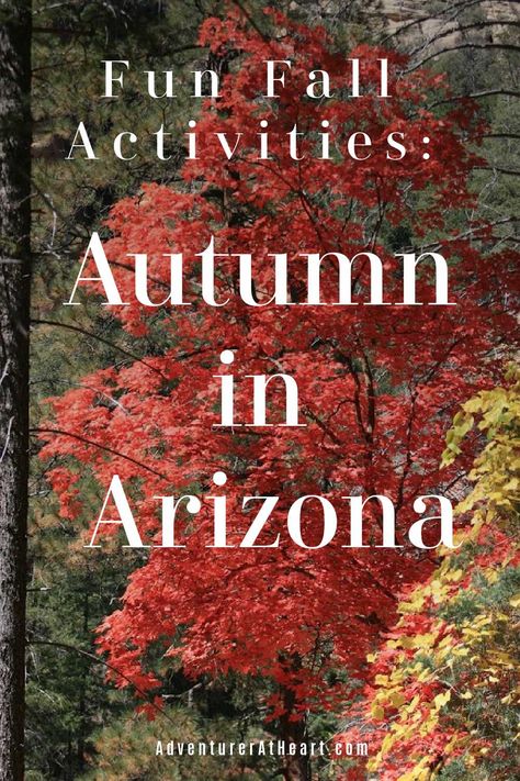 Fun Fall activities in Arizona. Find out the best leaf peeping places, beautiful autumn hikes, fun festivals, and where to find the perfect pumpkin. #arizona #autumn #fall #southwest Autumn In Arizona, Arizona Fall Aesthetic, Halloween In Arizona, Arizona In November, Arizona Autumn, Fall In Arizona, Cottonwood Arizona, Phoenix Travel, Fall Destinations