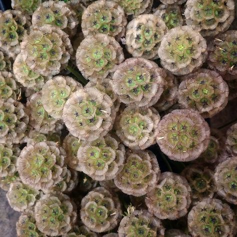 Scabiosa pods Scabiosa Flower, Scabiosa Pods, Interesting Plants, Floral Wedding Cakes, Wedding Arbour, Aisle Decor, Floral Headpiece, Whimsical Wedding, Seasonal Flowers