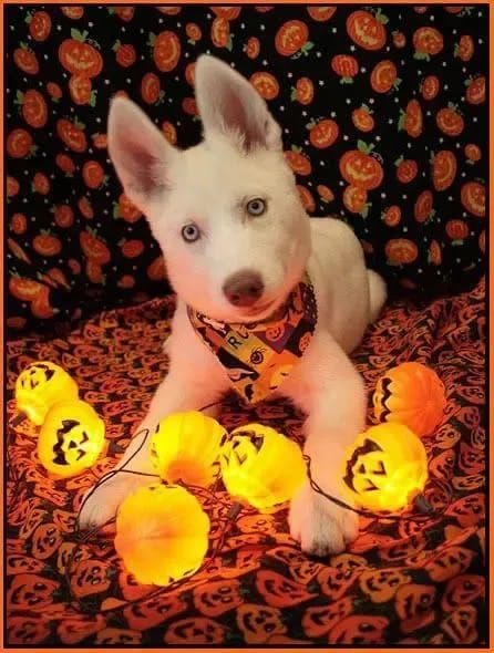 You need these Halloween costumes for your Husky dog! Dog Caricature, Halloween Puppy, Animal Photoshoot, Casa Halloween, Dog Photoshoot, Pet Halloween Costumes, Fall Dog, Puppy Photos, Dog Halloween Costumes