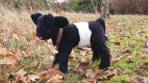 Belted Galloway calf plush by demiveemon on DeviantArt Belted Galloway Cows Art, Belted Galloway, Highland Cow Art, Cow Art, Sewing Toys, Highland Cow, Shower Gifts, Baby Shower Gifts, Cow