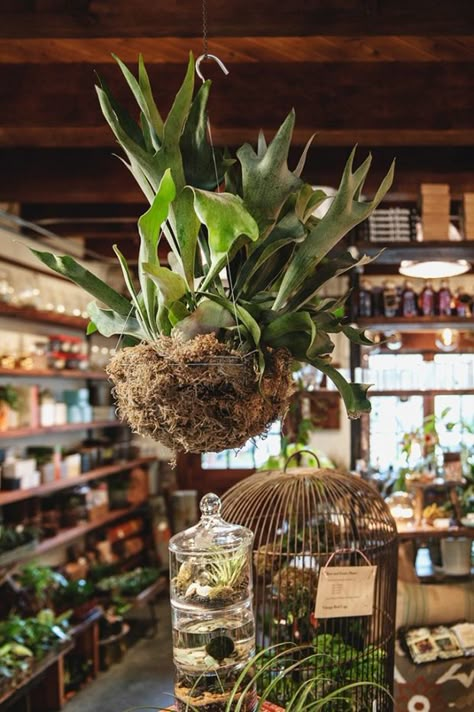 Terrarium Bar, The Jungalow, Staghorn Fern, Backyard Greenhouse, Greenhouse Plans, Flower Shops, Living Art, Garden Nursery, Garden Shop