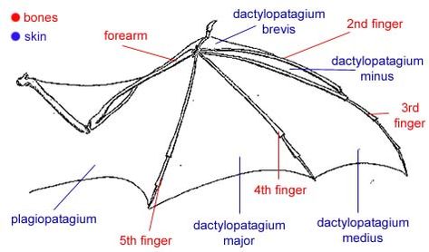 Bats – the only flying mammals | Bio-aerial Locomotion 2011 Bat Wing Anatomy, Crowley Reference, Bat Robot, Bat Anatomy, Wing Anatomy, Straight Path, Bats Flying, Wings Drawing, Anatomy Study