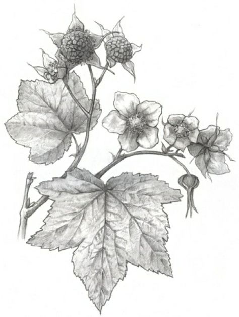 My fav native berry. Next tattoo. #thimbleberry Foraging Tattoo, Thimble Berry, Pacific Northwest Flowers, Doodle Tattoos, Northwest Flowers, State Tattoos, Left Arm Tattoos, Doodle Tattoo, Garden Whimsy