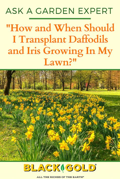 Daffodils Landscaping, When To Transplant Iris Bulbs, Daffodil Landscaping Ideas, Daffodil Garden Ideas, Daffodil Planting Ideas, Daffodil Landscaping, Transplanting Daffodils, When To Transplant Iris, Planting Daffodils